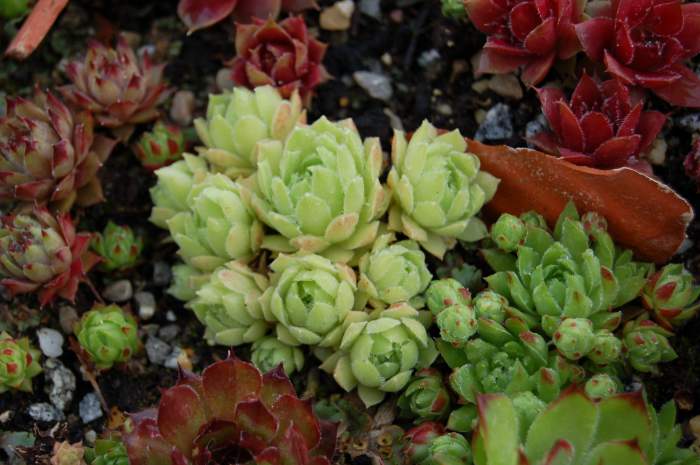 Sempervivum Dachwurz Hauswurz